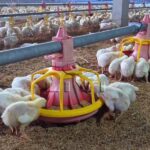 Poultry equipment