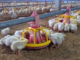 Poultry equipment