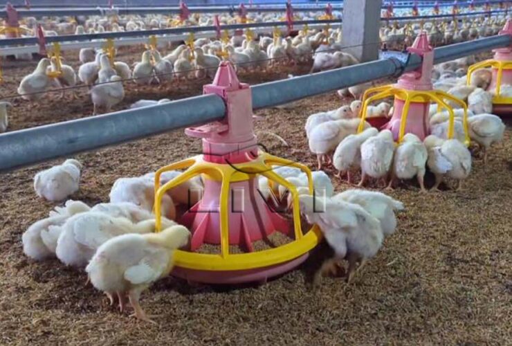 Poultry equipment