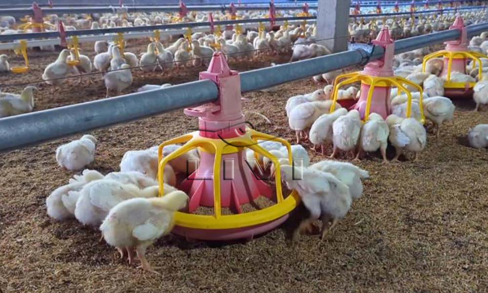 Poultry equipment